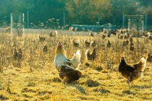 gallo y pollos en campo con hierba seca foto