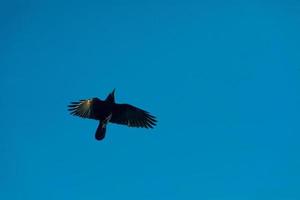 Raven flying under the blue sky