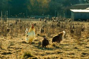 gallo y pollos en campo con hierba seca foto