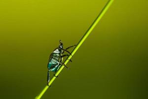 climbing on grass photo