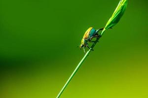 pequeño escarabajo verde trepando sobre la hierba foto