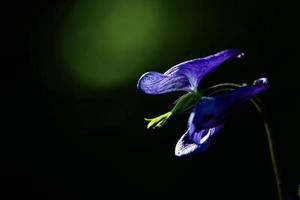 Abstract image of purple flower front of dark background photo