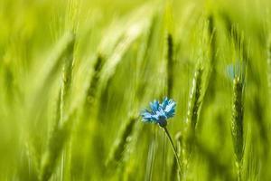 Blue corn flower on green field photo