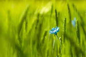 Blue corn flower on green field