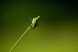 Small green beetle hanging from grass photo