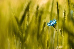 Blue corn flower on green field photo