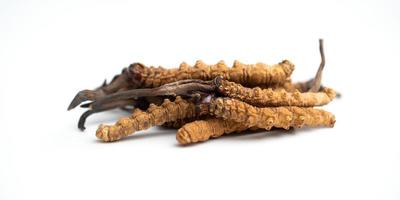 close up Ophiocordyceps sinensis or mushroom cordycep this is a herbs. Medicinal properties in the treatment of diseases. photo