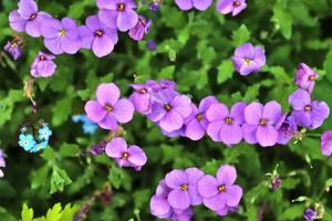 Beautiful flowers in a european garden in different colors photo