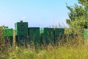 muchas cajas de abejas en un campo en el norte de europa en un día soleado foto