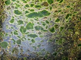 patrón de textura de fondo de algea formando una capa gruesa en la superficie del agua foto