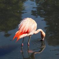 Colorful pink flamingo bird in a close up view on a sunny summer day photo