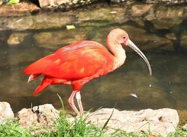 Colorful pink flamingo bird in a close up view on a sunny summer day photo