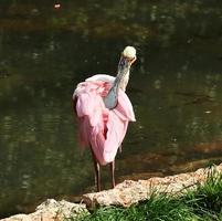 Colorful pink flamingo bird in a close up view on a sunny summer day photo