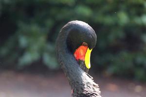 Beautiful crane birds in a detailed close up view on a sunny day in summer photo