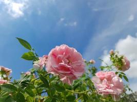 enfoque selectivo de flores de rosa rosa en un jardín de rosas contra el cielo azul. foto