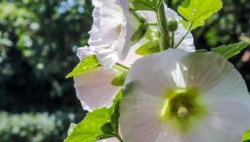 Beautiful flowers in a european garden in different colors photo