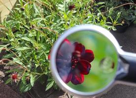 Beautiful and colorful flowers zoomed at with a magnifying glass on a sunny day photo