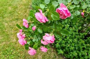 el enfoque selectivo de las flores de rosa rosa en un jardín de rosas con un fondo de enfoque suave. foto