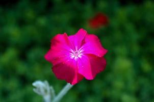 Beautiful flowers in a european garden in different colors photo