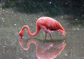 Colorful pink flamingo bird in a close up view on a sunny summer day photo