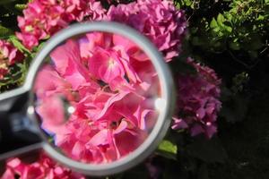 Beautiful and colorful flowers zoomed at with a magnifying glass on a sunny day photo