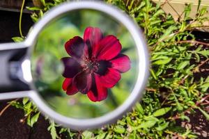 Beautiful and colorful flowers zoomed at with a magnifying glass on a sunny day photo