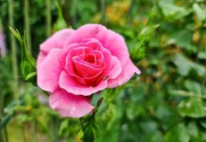 Selective focus of pink rose flowers in a roses garden with a soft focus background.. photo