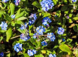 Beautiful flowers in a european garden in different colors photo