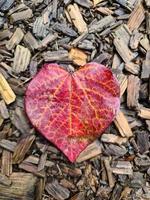 Selective focus of an autumn leaf in heart shape - romantic background with love and compassion. photo