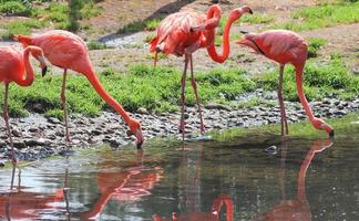 Colorful pink flamingo bird in a close up view on a sunny summer day photo