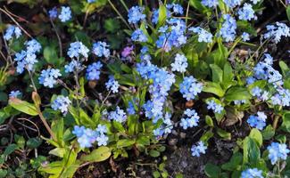 Beautiful flowers in a european garden in different colors photo
