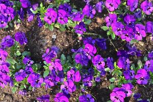 Beautiful flowers in a european garden in different colors photo