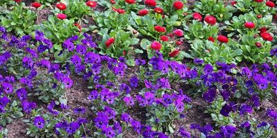Beautiful flowers in a european garden in different colors photo