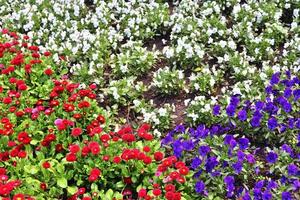 Beautiful flowers in a european garden in different colors photo