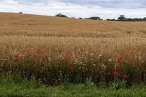 Beautiful red poppy flowers papaver rhoeas in a golden wheat field moving in the wind photo