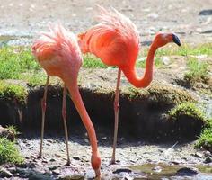 Colorful pink flamingo bird in a close up view on a sunny summer day photo