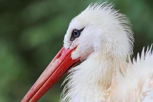 Beautiful crane birds in a detailed close up view on a sunny day in summer photo