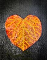 Selective focus of an autumn leaf in heart shape - romantic background with love and compassion. photo