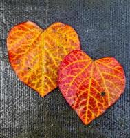 Selective focus of an autumn leaf in heart shape - romantic background with love and compassion. photo