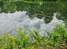 Background texture pattern of algea forming thick layer on water surface photo