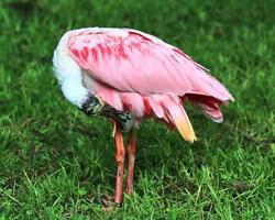 Colorful pink flamingo bird in a close up view on a sunny summer day photo