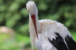 Beautiful crane birds in a detailed close up view on a sunny day in summer photo