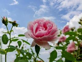 Selective focus of pink rose flowers in a roses garden against the blue sky. photo