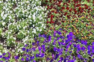 Beautiful flowers in a european garden in different colors photo