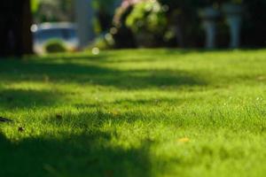 Close up grass with blurry front and background. photo