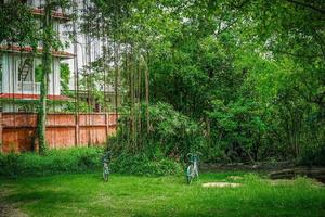 two bikes in the garden under the tree. photo