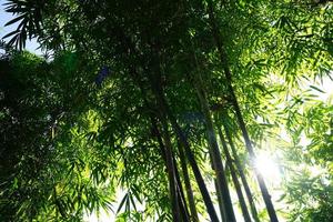 Bamboo silhouette pattern and shading, sunshine through from bamboo leaf to the ground. photo