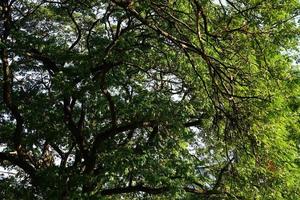 Under the shade of many branches of big and tall tree. photo