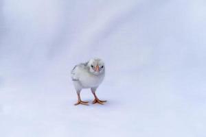 The baby Hamburg Chick is recognised in Germany and Holland. It's isolated standing on white cloth background. photo