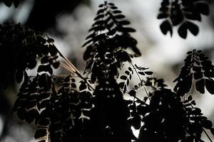 close up leaf Silhouette style and rimlight of the leaf photo